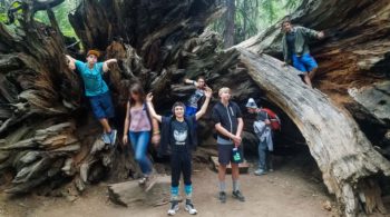 Redwoods site-seeing on the Magical Mystery quest
