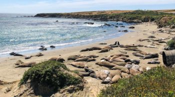 Sea lions sleeping on the beach on the Surf N Turf quest